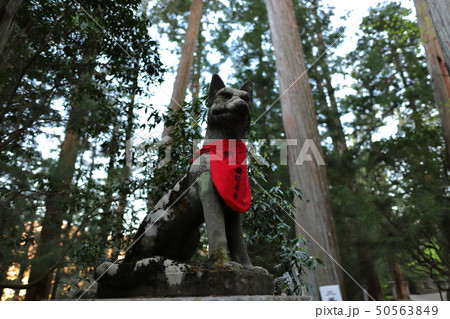 秩父三峯神社の狛犬（狼狛犬） 50563849
