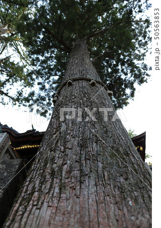 秩父三峯神社御神木 50563853