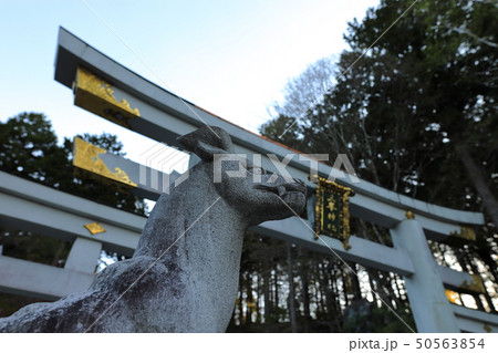秩父三峯神社三ツ鳥居と狛犬 秩父三峯神社三ツ鳥居と狛犬 50563854