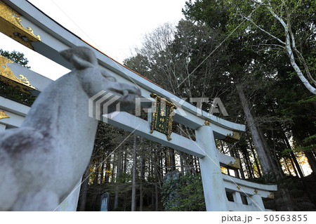 秩父三峯神社三ツ鳥居と狛犬 50563855