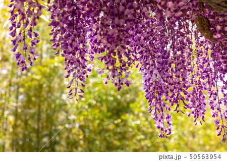 天王川公園の野田長藤 50563954