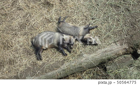 ホンドタヌキ Nyctereutes procyonoides viverrinus 50564775