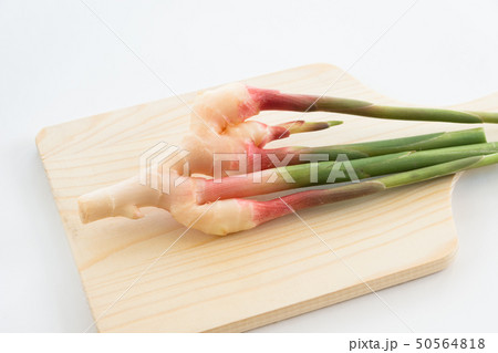 谷中生姜 50564818