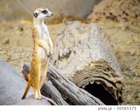 cute meerkat that small animal its standing 50565575