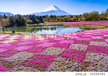 （山梨県）富士芝桜まつり　富士山　逆さ富士 50566483