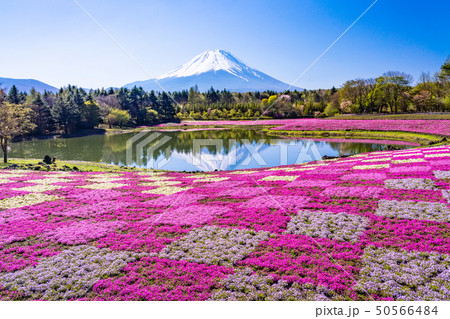 (山梨県)富士芝桜まつり 富士山 逆さ富士 (山梨県)富士芝桜まつり 富士山 逆さ富士 50566484