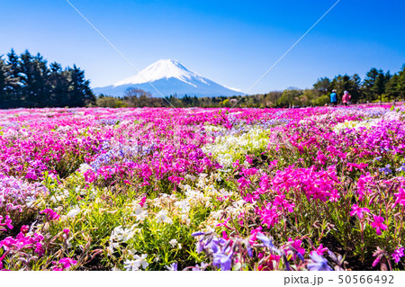 (山梨県)富士芝桜まつり 富士山 (山梨県)富士芝桜まつり 富士山 50566492