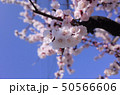 美しい桜の花、日本の春 50566606