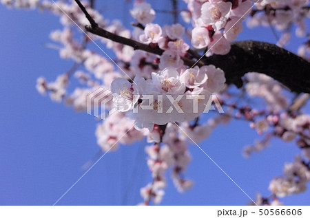 美しい桜の花、日本の春 50566606