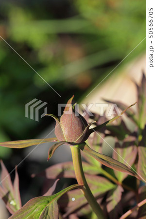ハイヌーン 牡丹の花の蕾の写真素材