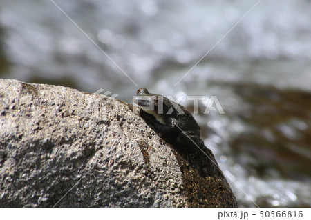 カジカガエル カジカガエル 50566816