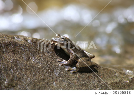 カジカガエル カジカガエル 50566818