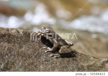 カジカガエル カジカガエル 50566822
