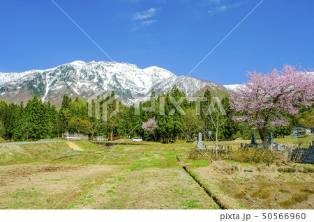 桜咲く田園と八海山 50566960