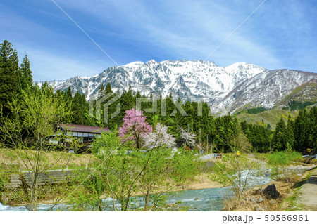 雪解けの渓流と八海山 50566961