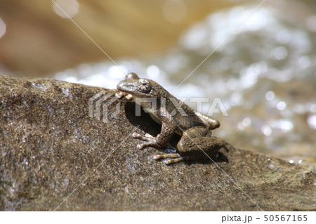 カジカガエル カジカガエル 50567165