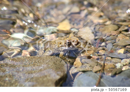 ツチガエル 50567169