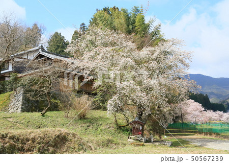 桜の花 満開 桜の花 満開 50567239