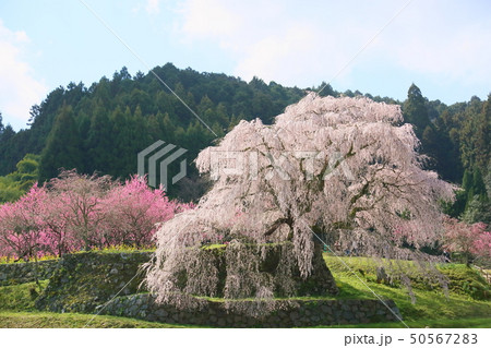 又兵衛桜満開 50567283