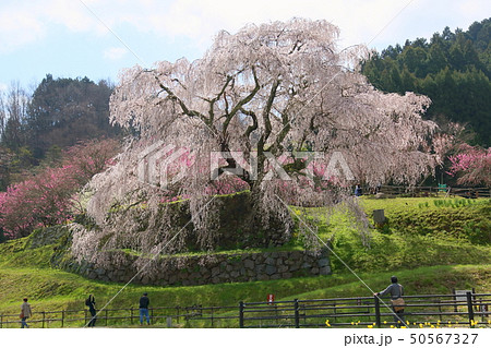 又兵衛桜満開 50567327