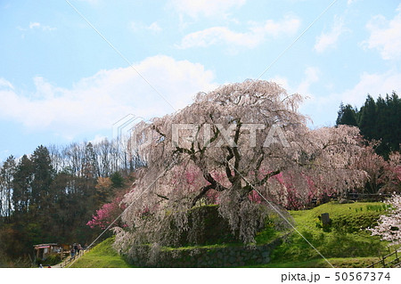又兵衛桜満開 50567374