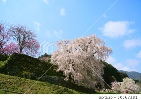 又兵衛桜満開 又兵衛桜満開 50567381