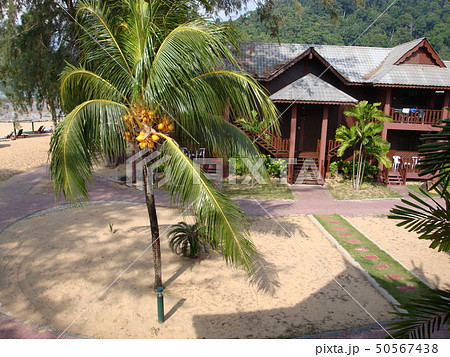 マレーシアの離島、南の島のビーチにて 50567438