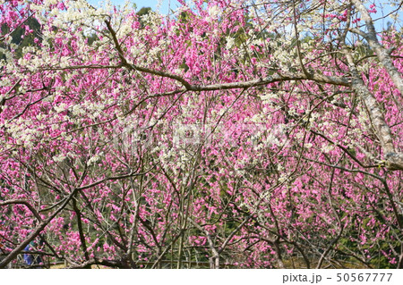 春の花 スモモの花 春の花 スモモの花 50567777
