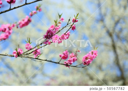 桃の花 50567782