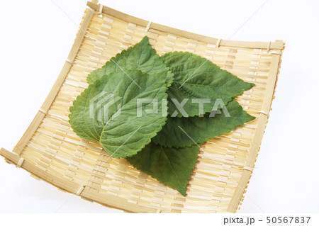エゴマの葉 エゴマの葉 50567837