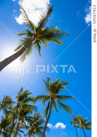 ハワイ ヤシの木と太陽の写真素材