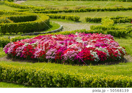 鮮やかなお花畑 鮮やかなお花畑 50568139