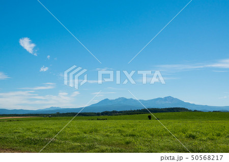 緑の牧草畑と夏山 大雪山 緑の牧草畑と夏山 大雪山 50568217