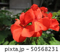 赤い花 50568231