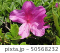 桃色の花 50568232