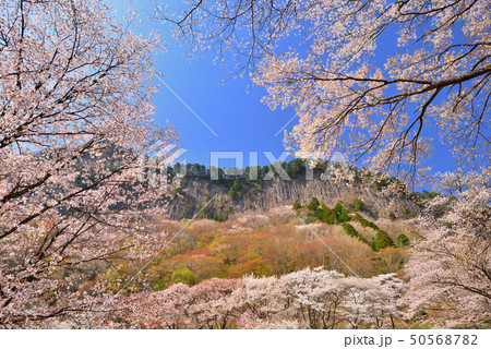 屏風岩公苑の桜 50568782