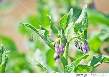 薄紫色のコンフリーの花 薄紫色のコンフリーの花 50569079