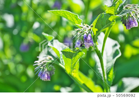 薄紫色のコンフリーの花 50569092