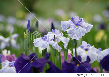 菖蒲 菖蒲 50569116