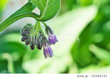 薄紫色のコンフリーの花 50569142