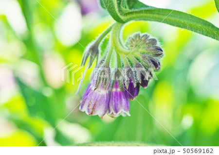 薄紫色のコンフリーの花 50569162