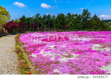 松本ツツジ園の芝桜　【長崎県大村市】 50569577
