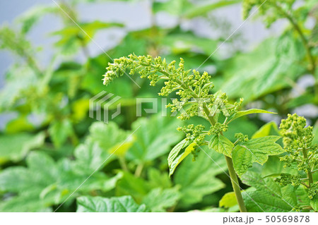 緑色のカシワバアジサイの蕾 50569878