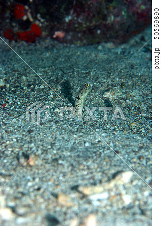砂地から伺うチンアナゴ(ガーデンイール)の仲間 砂地から伺うチンアナゴ(ガーデンイール)の仲間 50569890