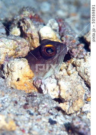 砂利に隠れるジョーフィッシュ（アゴアマダイ科一種）B 50569891