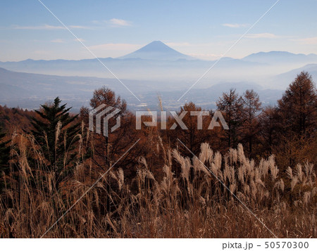ススキ、霞、富士山2 50570300