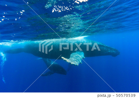 青い海を泳ぐザトウクジラの親子 50570539