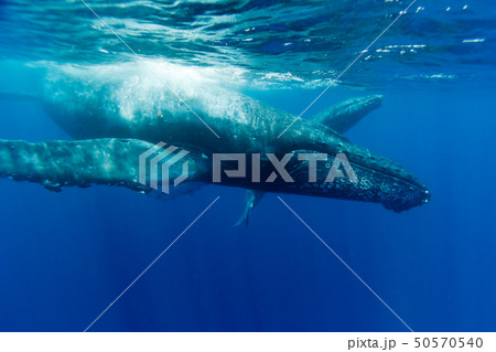 青い海を泳ぐザトウクジラの親子 50570540