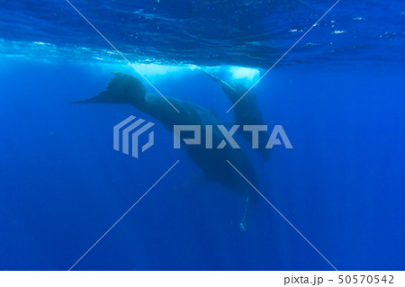 青い海を泳ぐザトウクジラの親子 50570542