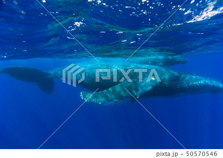 青い海を泳ぐザトウクジラの親子 50570546